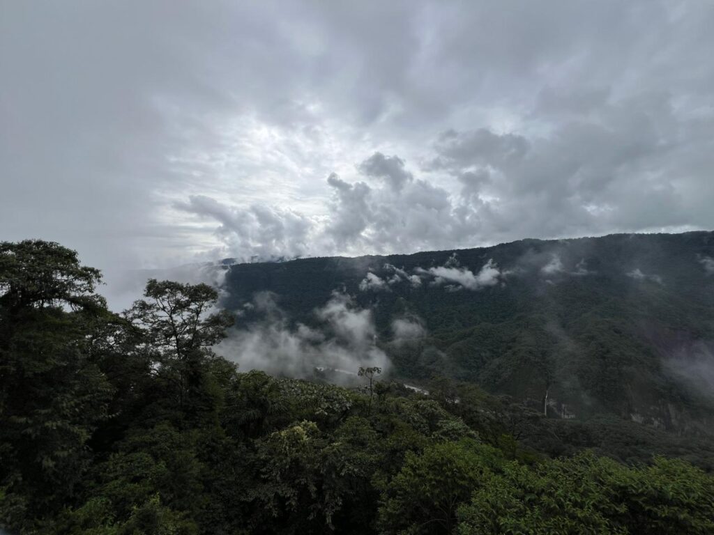 Inicio bosque