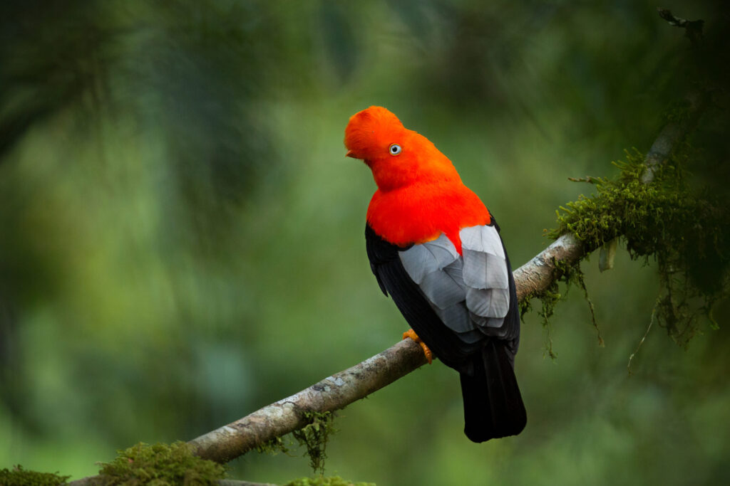 cockoftherock andino en el hermoso habitat natural de la vida silvestre de peru cockoftherock andino en el hermoso habitat natural de la vida silvestre de peru