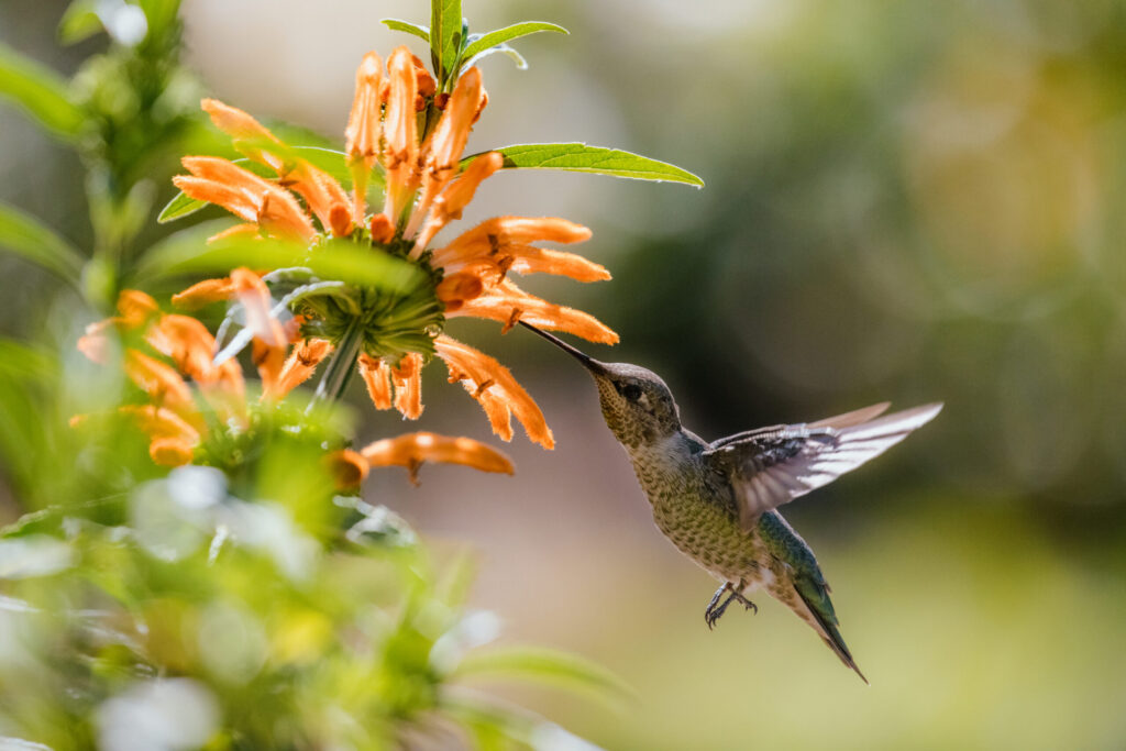 green and gray humming bird flying over yellow flowers green and gray humming bird flying over yellow flowers