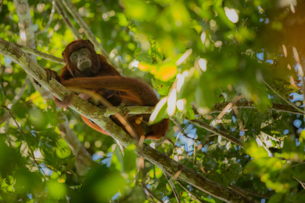 howler monkey on a tree in the nature habitat/wild peru/south american monkey, nature and wilderness/great voice howler monkey on a tree in the nature habitat/wild peru/south american monkey, nature and wilderness/great voice